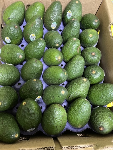 AVOCADO 60 CT