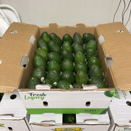 AVOCADO 48 CT