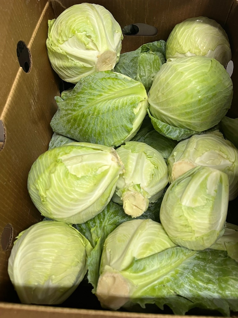 CABBAGE GREEN 