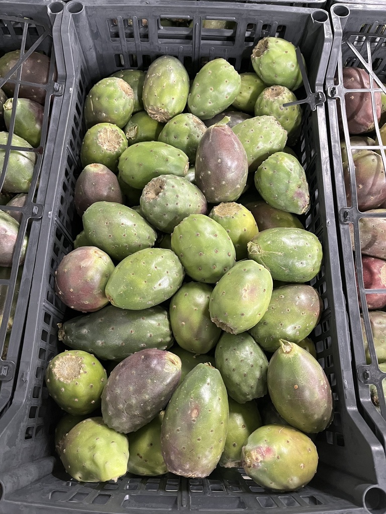 CACTUS FRUIT RED