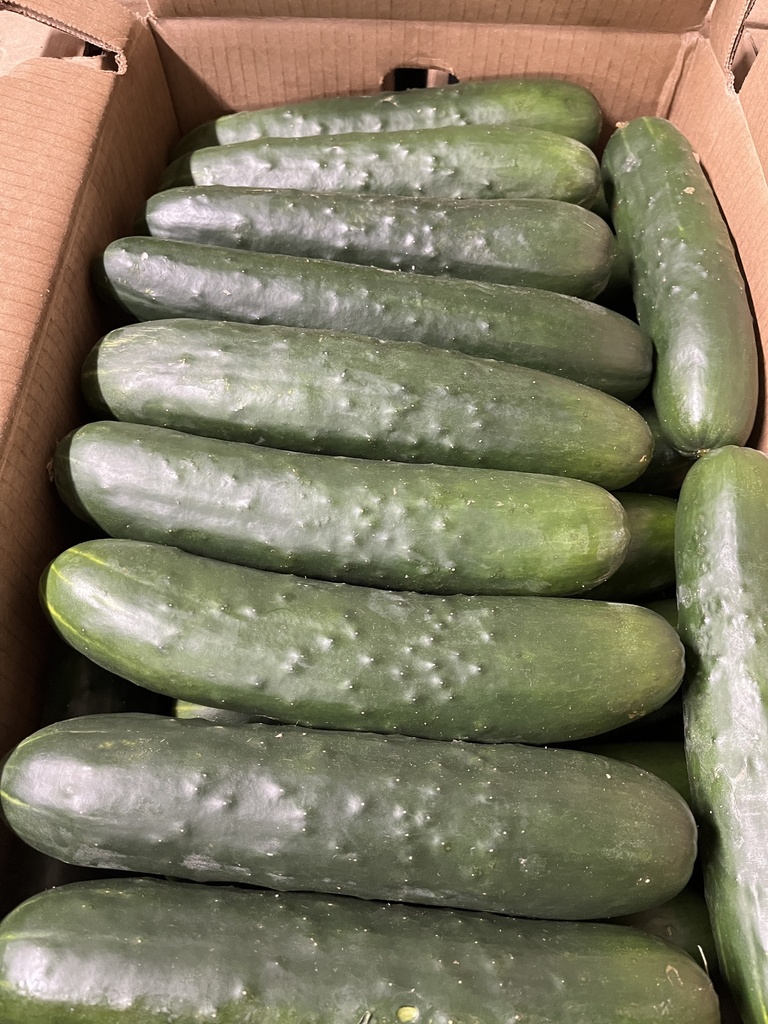 CUCUMBER LG 50 LBS