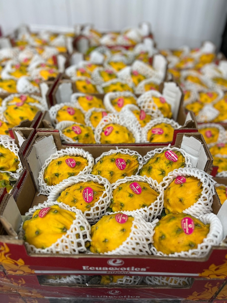 DRAGON FRUIT  YELLOW