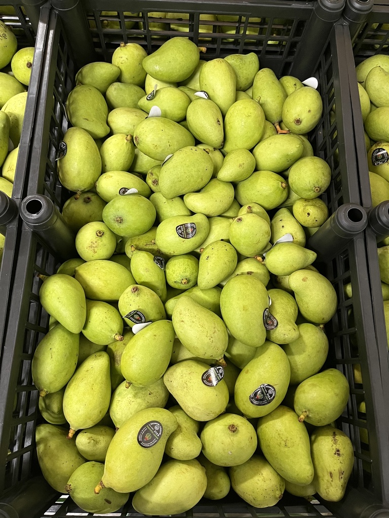 MANGO CRIOLLO GREEN