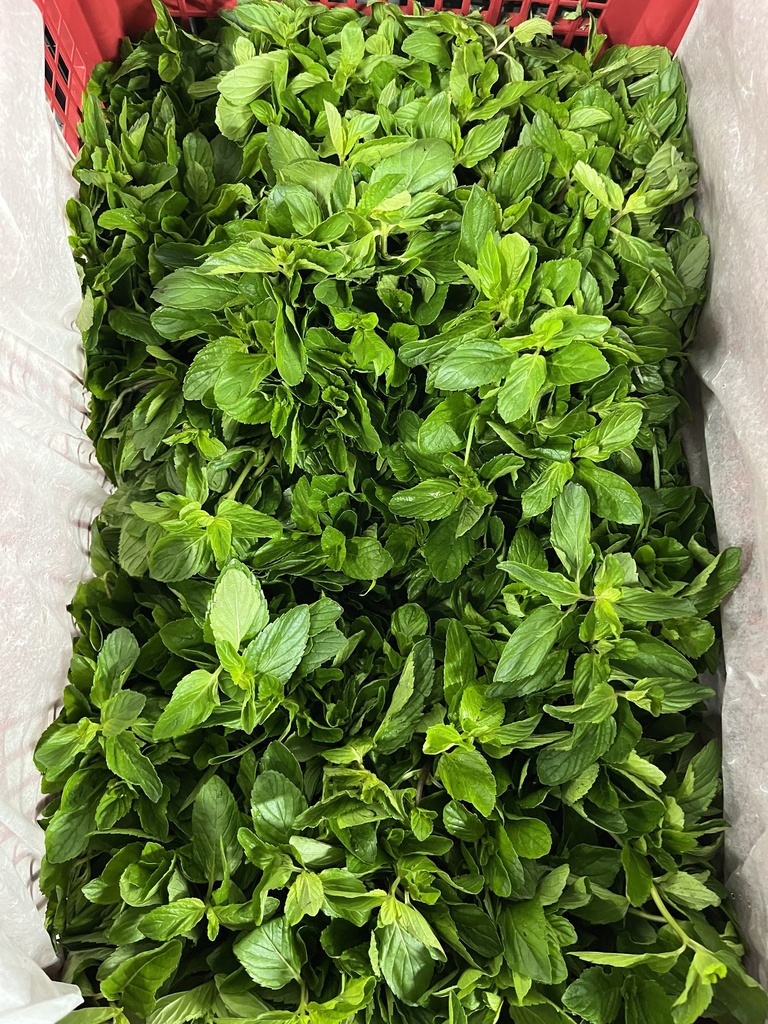 MINT MEX 24 CT (HIERBA BUENA)