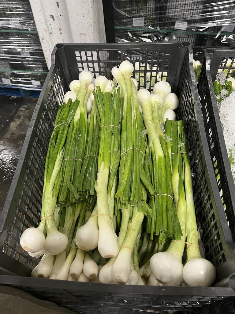 ONION GREEN 40 CT MEX