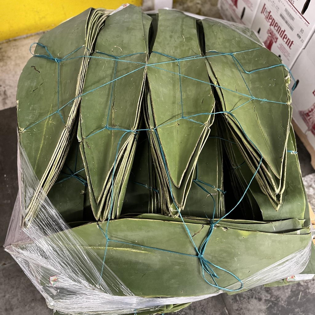 PENCA DE MAYGUEY 12 CT