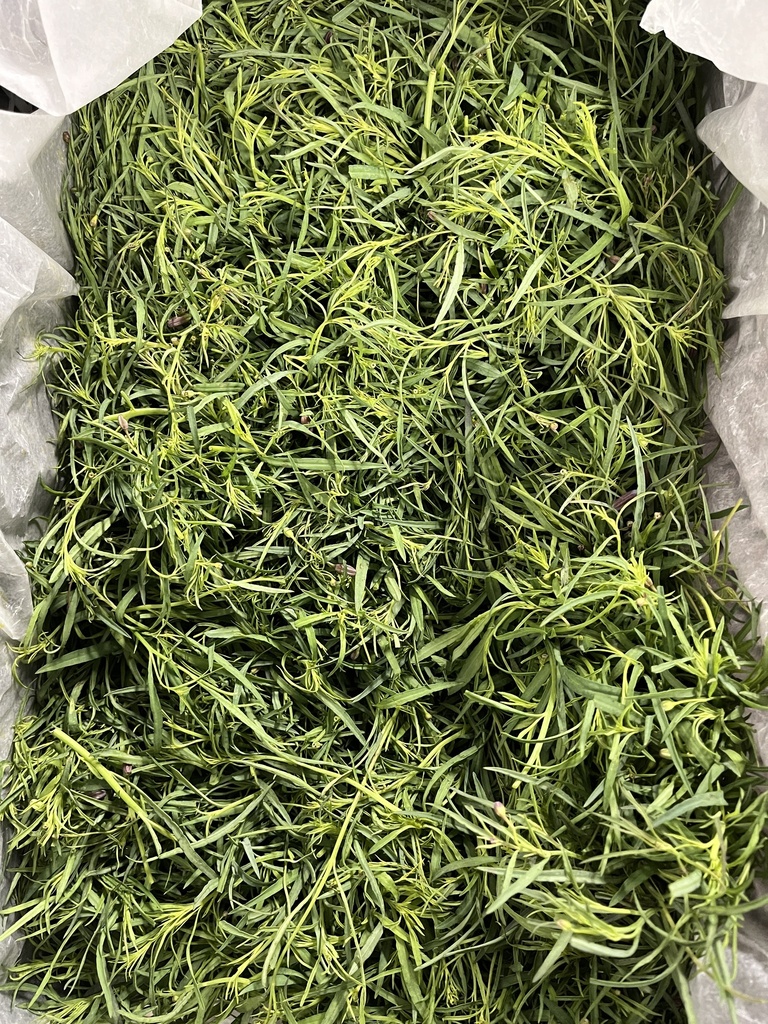 PIPICHA  24 CT