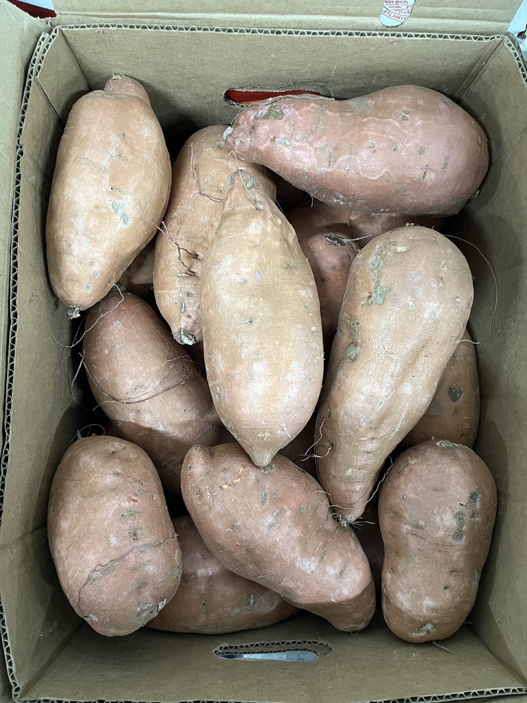 POTATO SWEET  40 LBS JUMBO