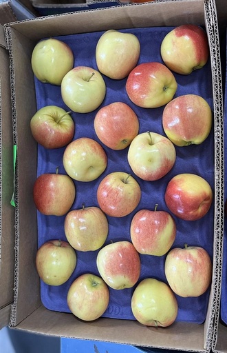 APPLE GALA 88 CT