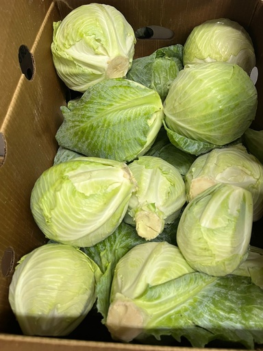 CABBAGE GREEN 
