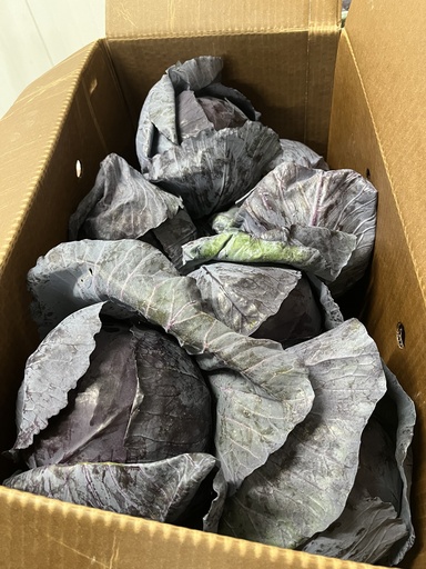 CABBAGE RED 
