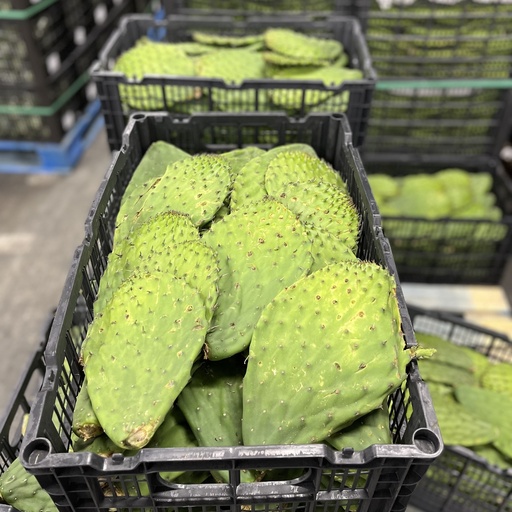 CACTUS LEAF 