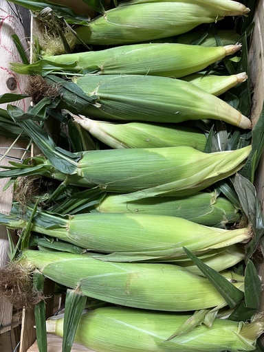 CORN YELLOW 48 CT