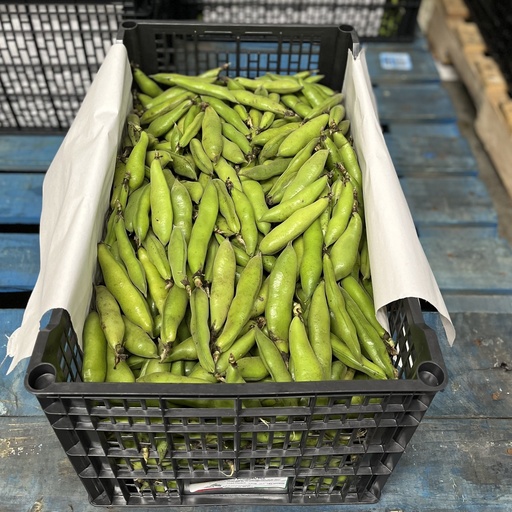 FABA BEAN 