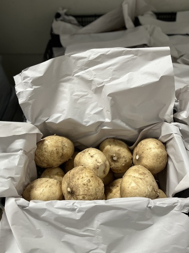 JICAMA 