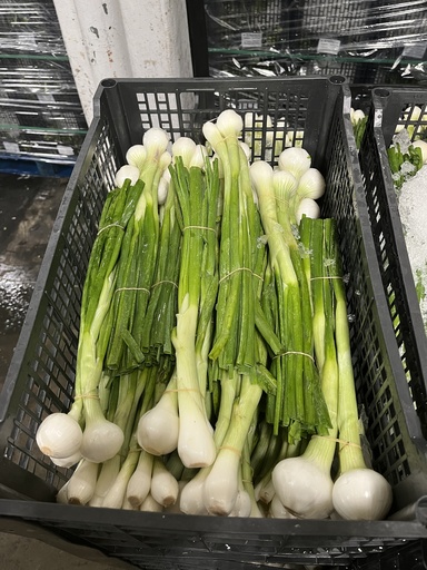 ONION GREEN 40 CT MEX