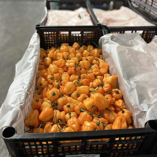 PEPPER HABANERO 8 LBS ORANGE
