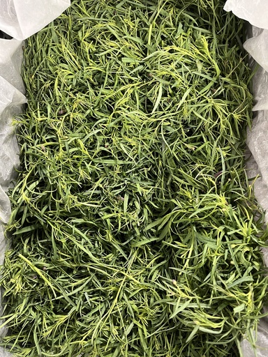 PIPICHA  24 CT