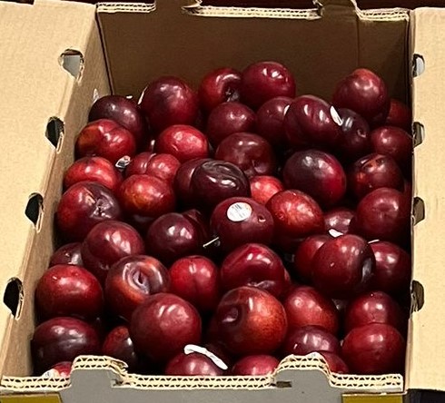 PLUM RED