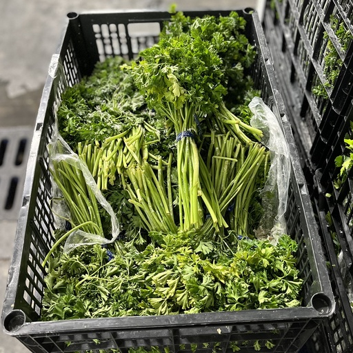 PARSLEY CURLY 60 CT
