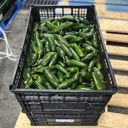 PEPPER JALAPENO MX 